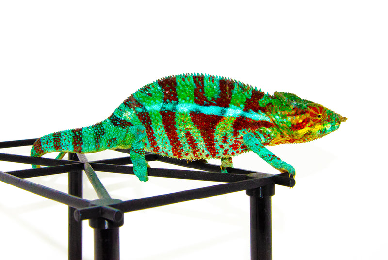 Blue Ambanja Panther Chameleon